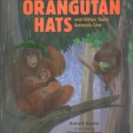Orangutan Hats and other Tools Animals Use