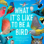 What It’s Like to Be a Bird