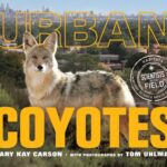 Urban Coyotes