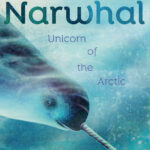 Narwhal: Unicorn of the Arctic
